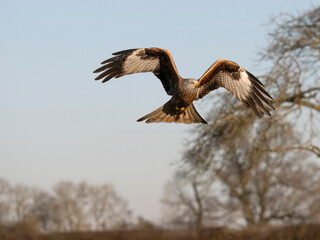 Red kite, Milvus milvus