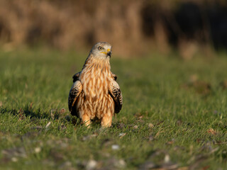Red kite, Milvus milvus