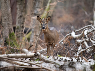 Roe deer, Capreolus capreolus,