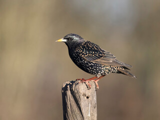 Common starling, Sturnus vulgaris