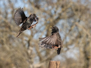 Common starling, Sturnus vulgaris