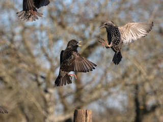 Common starling, Sturnus vulgaris