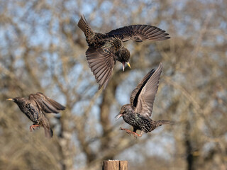 Common starling, Sturnus vulgaris