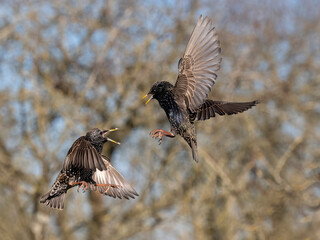 Common starling, Sturnus vulgaris