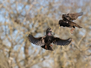 Common starling, Sturnus vulgaris
