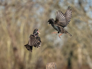 Common starling, Sturnus vulgaris