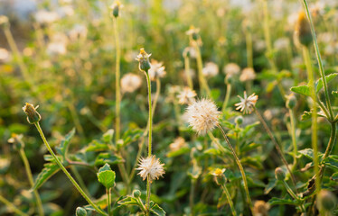 Dry flower after the bright summer sunshine.