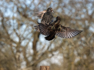 Common starling, Sturnus vulgaris