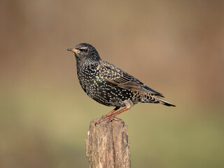 Common starling, Sturnus vulgaris
