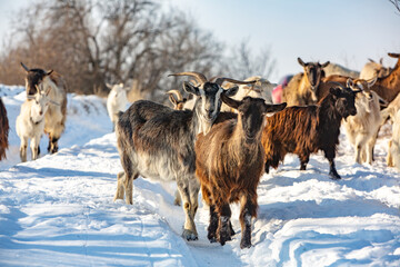 Herd of goats in the snow. Goat herd in winter.