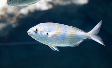 fish with longitudinal stripes swimming