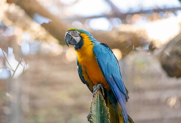 beautiful parrots