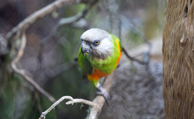 beautiful parrots