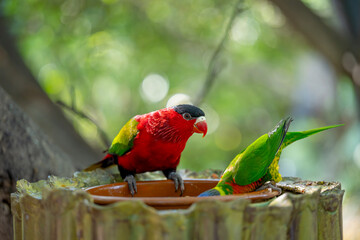 beautiful parrots