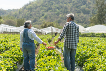 Happy cute couple Asian couple senior farmer working on an organic strawberry farm and harvest picking strawberries. Farm organic fresh harvested strawberry and Agriculture industry.
