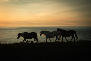 Three horses walking  across the  coast  overlooking the  sea  at  sun set   Strumble  head ...