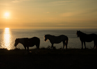 Obraz premium Horses at sunset Three horses walking the coastal path at stumble head lighthouse Pembrokeshire at sunset silhouettes on horses is looking 