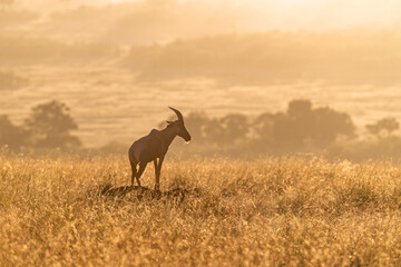 Topi, Damaliscus lunatus jimela, standing on a mound in golden early morning sunlight, Masai Mara, Kenya.