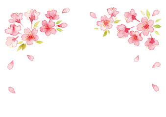 Fototapeta premium 桜の花の水彩イラスト 