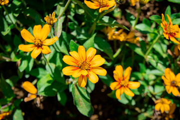 yellow flowers in the garden