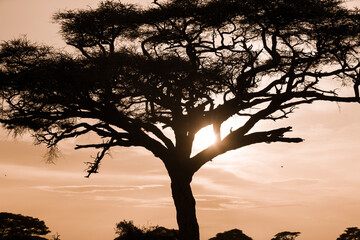 Drzewo akacji na afrykańkiej sawannie o zachodzie słońca - obrazy, fototapety, plakaty