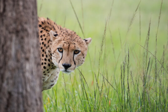 Fototapeta Gepard na afrykańskiej sawannie Masai Mara