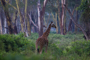 Żyrafy w afrykańskim buszu Lake Nakuru Kenya - obrazy, fototapety, plakaty