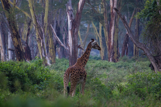 Fototapeta Żyrafy w afrykańskim buszu Lake Nakuru Kenya