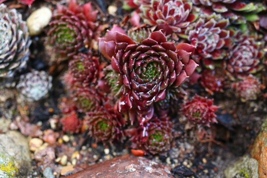 rojnik California Sempervivum