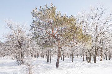 Winter forest in snowy frost