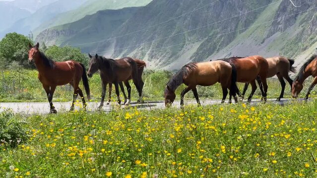 Funny horse herd gazing on green grass meadow nodding to camera with mountain landscape background near the village of Stepantsminda in Georgia.