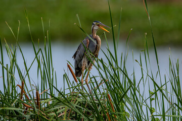 The Judas heron is a bird species belonging to the heron family. This large bird is 80–90 cm...