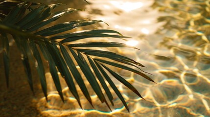 Naklejka na ściany i meble top view of water surface with tropical leaf shadow. Shadow of palm leaves on white sand beach. Beautiful abstract background concept banner for summer vacation at the beach
