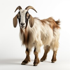 Portrait of a domestic goat with brown and white fur standing against a white background, looking at the camera.