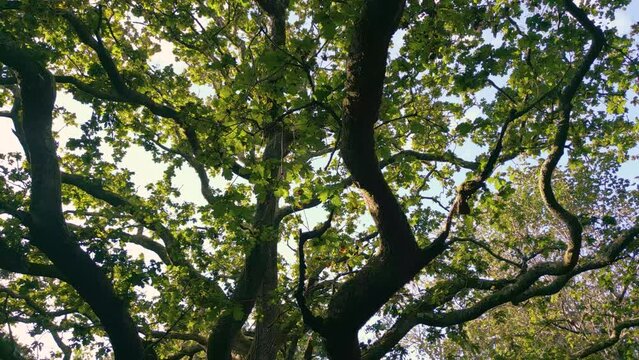 Closeup footage of an old oak tree in a woodland in Baiao municipality in Porto District in Portugal