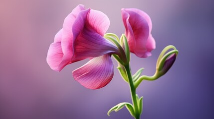 Macro shot of a beautiful pink flower
