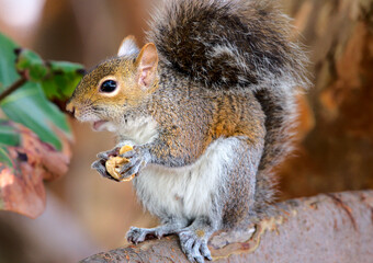 Eichhörnchen in Florida