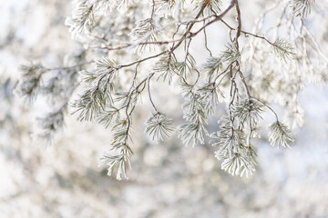 Pine branch covered with snow, winter background