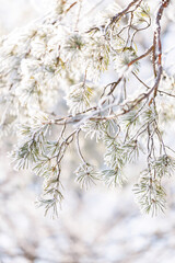 Pine branch covered with snow, winter background