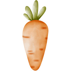 Carrot watercolor element 