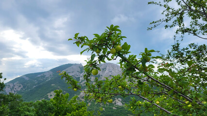 Green apples on a wild apple tree against the background of mountains and cloudy sky.