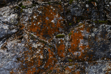Natural, abstract stone background with moss and mold.