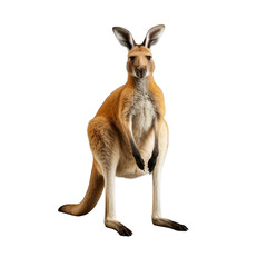 Fototapeta premium Kangaroo clip art
