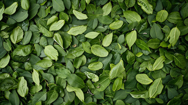 Silkworms move gracefully across a canvas of mulberry leaves, creating a living tapestry in a serene outdoor setting. The vibrant greenery and gentle movement of the silkworms cele