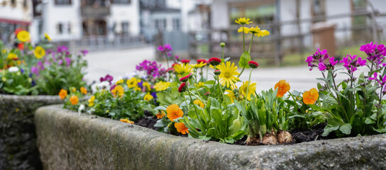 Spring flower bed near the road. Banner