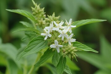 Flower of lemon verbena. Generative AI