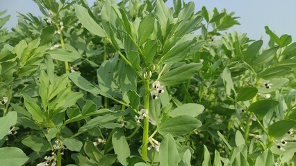 Broad bean plants blooming in the garden of the farm. Stock Photo