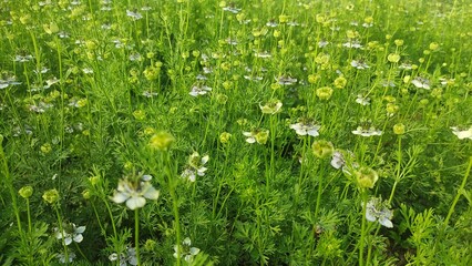 Black Cumin Plant Seeds tree in fields