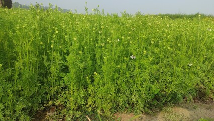 Beautiful Black Cumin Flowers Plantation In the field under the open sky Natural Landscape view.