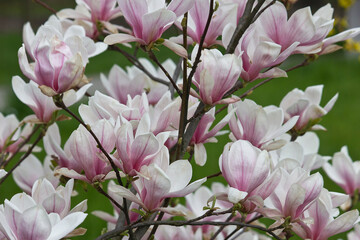 The flowers of a white and pink magnolia close-up on a branch against a background of grass. Sulanja magnolia in bloom
